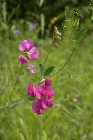 Attēlu rezultāti vaicājumam “Lathyrus tuberosus”