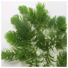 Attēlu rezultāti vaicājumam “Ceratophyllum demersum”