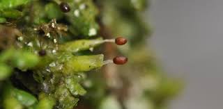 Attēlu rezultāti vaicājumam “Radula complanata sporophyte”