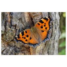 Attēlu rezultāti vaicājumam “Nymphalis xanthomelas”