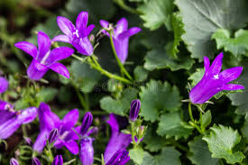 Image result for Campanula spicata