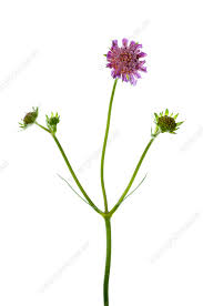 Attēlu rezultāti vaicājumam “Knautia arvensis flower”
