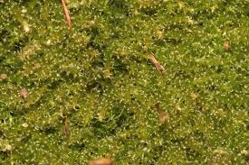 Attēlu rezultāti vaicājumam “Campylophyllum sommerfeltii”