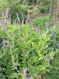 Attēlu rezultāti vaicājumam “Galega orientalis leaf”