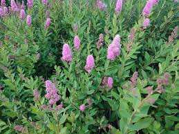 Attēlu rezultāti vaicājumam “Spiraea salicifolia flower”