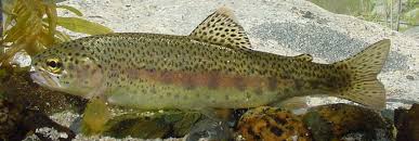 Image result for Oncorhynchus