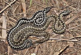 Attēlu rezultāti vaicājumam “Vipera berus”