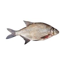 Image result for Abramis brama