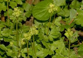 Attēlu rezultāti vaicājumam “Adoxa moschatellina”