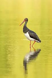 Attēlu rezultāti vaicājumam “Ciconia nigra adult”