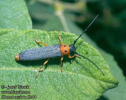 Attēlu rezultāti vaicājumam “Oberea oculata”