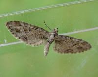 Attēlu rezultāti vaicājumam “Eupithecia exiguata”