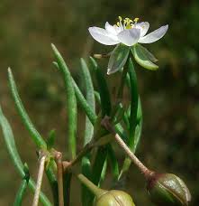 Attēlu rezultāti vaicājumam “Spergularia marina bud”