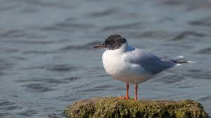 Attēlu rezultāti vaicājumam “Larus minutus”