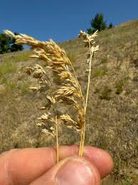 Attēlu rezultāti vaicājumam “Poa pratensis fruit”