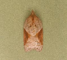 Attēlu rezultāti vaicājumam “Acleris laterana”