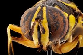 Attēlu rezultāti vaicājumam “Cricotopus male”