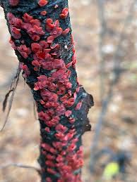 Attēlu rezultāti vaicājumam “Peniophora rufa”