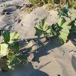 Attēlu rezultāti vaicājumam “Petasites spurius flower”