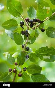 Attēlu rezultāti vaicājumam “Rhamnus cathartica fruit”