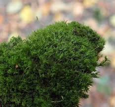 Attēlu rezultāti vaicājumam “Dicranum montanum”