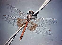 Attēlu rezultāti vaicājumam “Odonata”