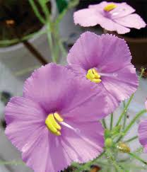 Attēlu rezultāti vaicājumam “Collaria rubens stalked”