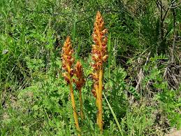 Attēlu rezultāti vaicājumam “Orobanchaceae”