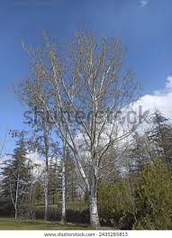 Attēlu rezultāti vaicājumam “Populus alba”