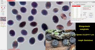 Attēlu rezultāti vaicājumam “Biscogniauxia marginata”