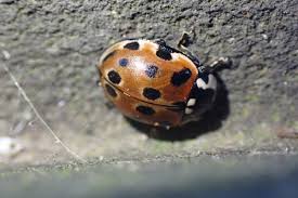 Attēlu rezultāti vaicājumam “Anatis ocellata”