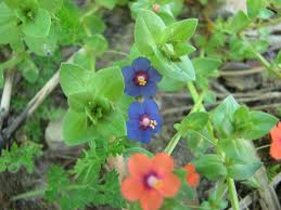 Attēlu rezultāti vaicājumam “Anagallis arvensis”