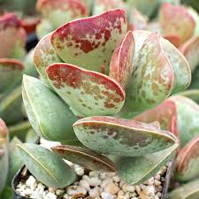 Attēlu rezultāti vaicājumam “Sedum pallidum”