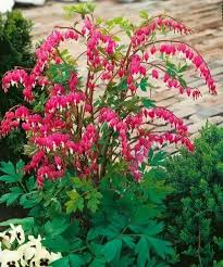 Image result for tränendes Herz