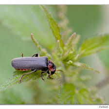 Attēlu rezultāti vaicājumam “Cantharis fusca”