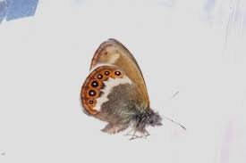 Attēlu rezultāti vaicājumam “Coenonympha hero”