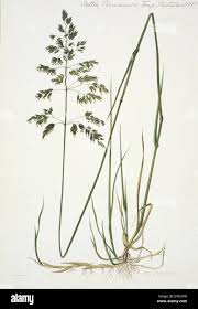 Attēlu rezultāti vaicājumam “Poa pratensis fruit”