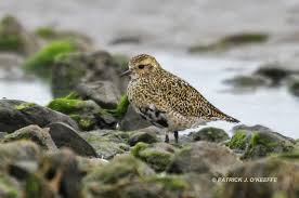 Attēlu rezultāti vaicājumam “Pluvialis apricaria”