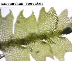 Attēlu rezultāti vaicājumam “Harpanthus scutatus”
