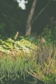 Attēlu rezultāti vaicājumam “Calluna vulgaris bud”