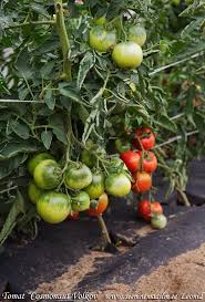 Afbeeldingsresultaat voor kosmonaut volkov 68D tomato