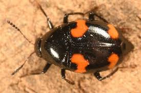 Attēlu rezultāti vaicājumam “Scaphidium quadrimaculatum”