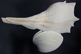 Image result for Sinistrofulgur perversum