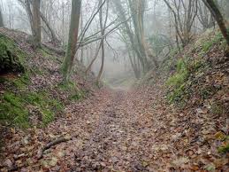 Attēlu rezultāti vaicājumam “Oxyrrhynchium hians var. rigidum macro”