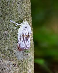 Attēlu rezultāti vaicājumam “Akanthomyces aculeatus”