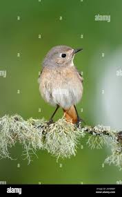 Attēlu rezultāti vaicājumam “Phoenicurus phoenicurus female”