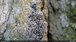 Attēlu rezultāti vaicājumam “Cliostomum corrugatum”