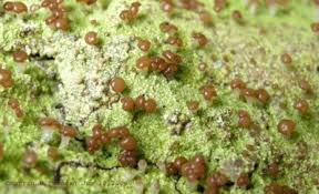 Attēlu rezultāti vaicājumam “Sclerophora coniophaea”