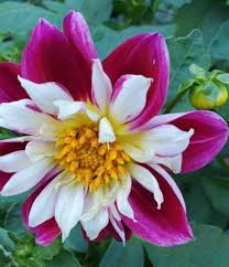 Image result for Dahlia x pinnata `Pompon Lilliput`