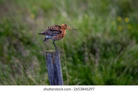 Image result for Gallinago gallinago